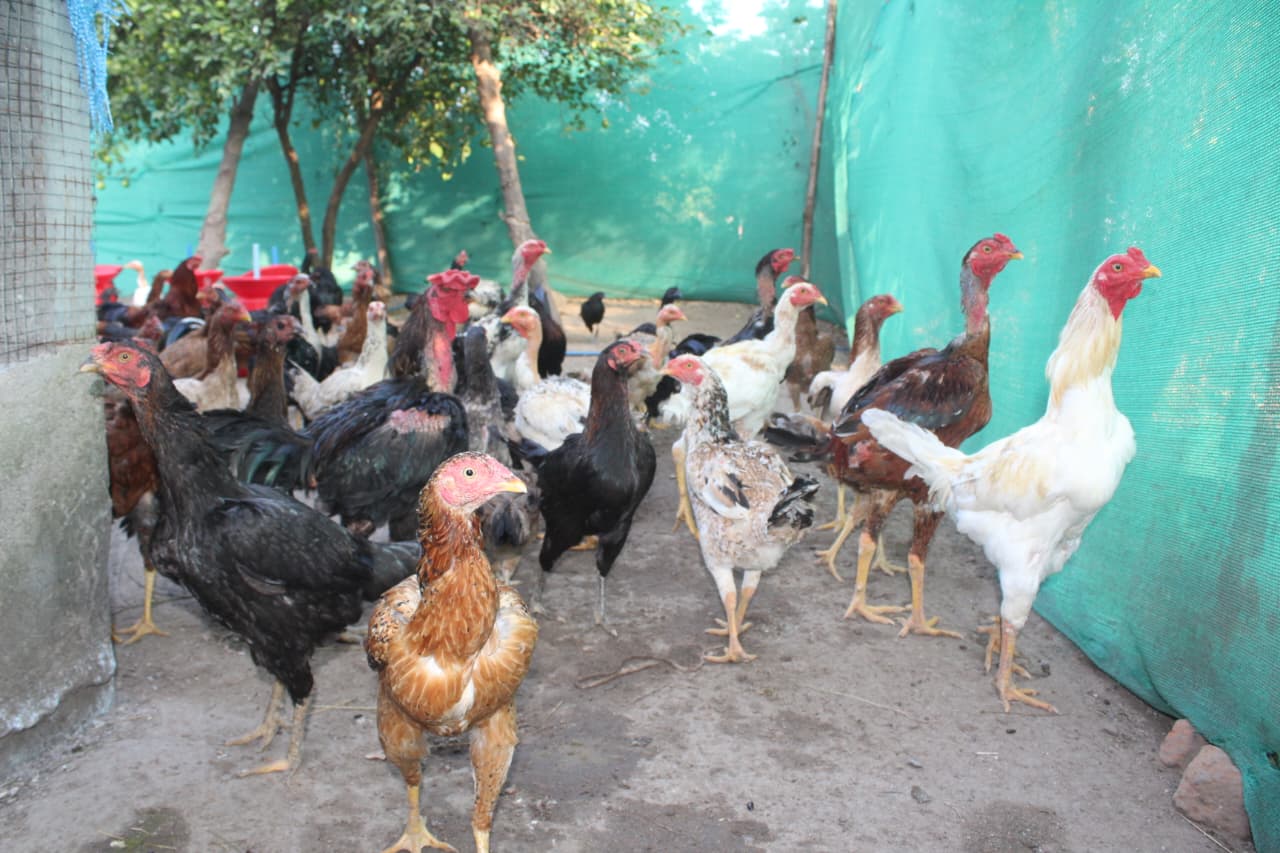 Meat Breed Chicken